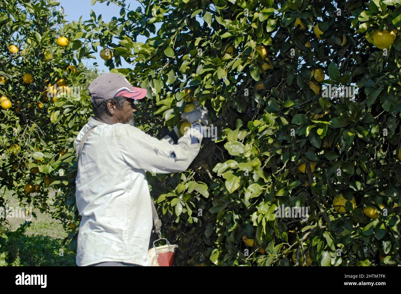 Farmers harvesting grapefruit in Florida Stock Photo Alamy