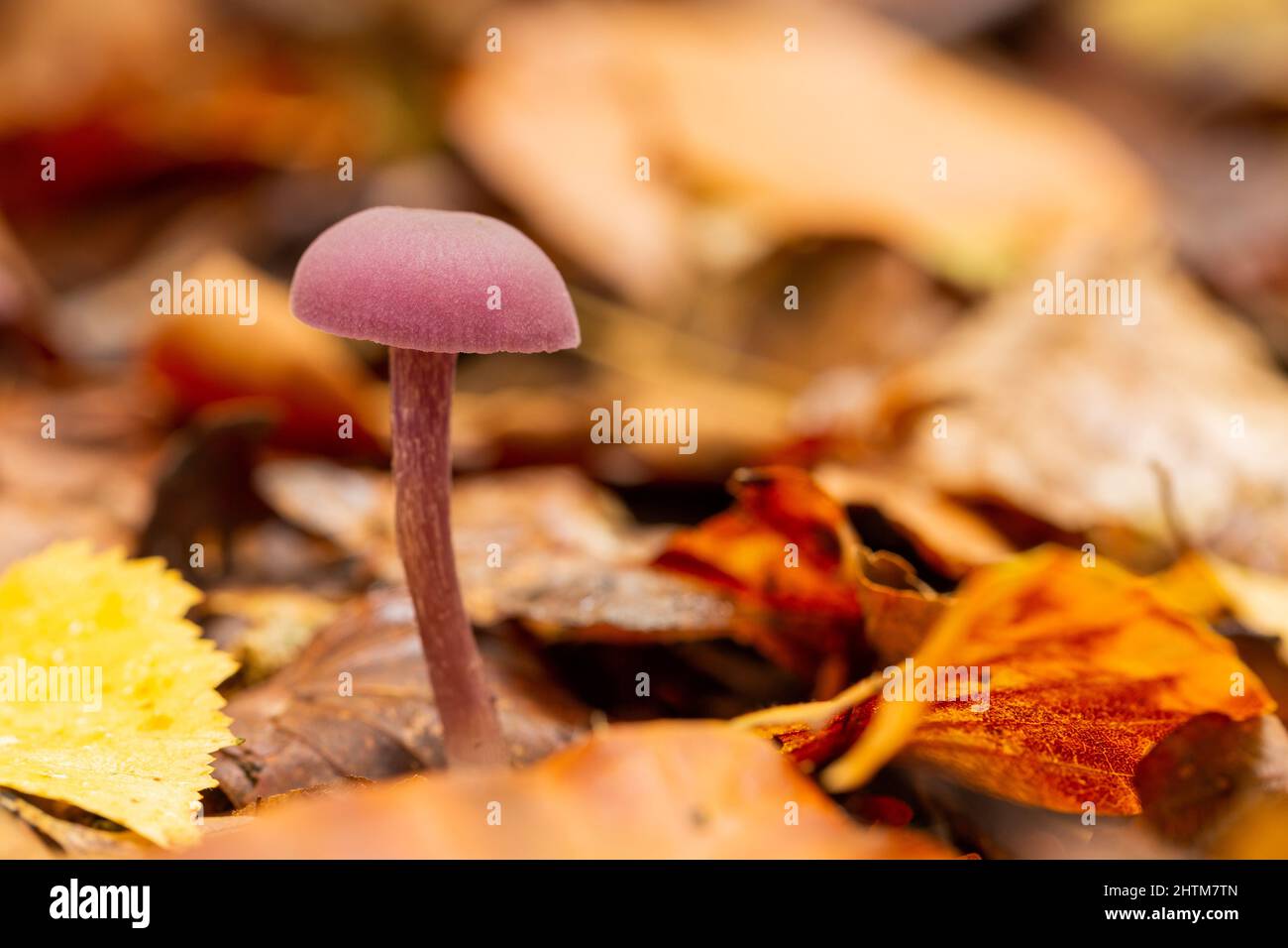 Fungus in woodland area Stock Photo