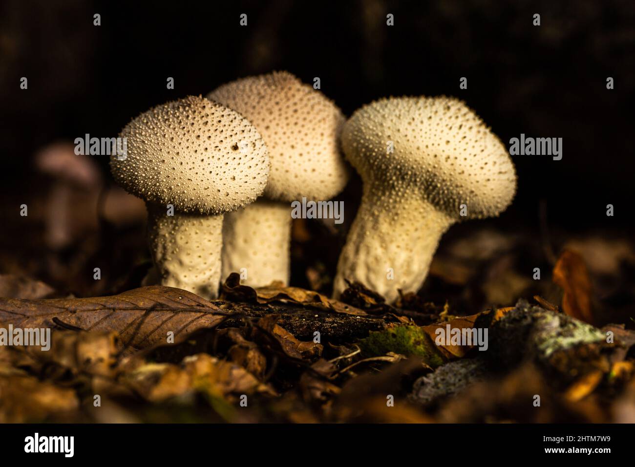 Fungi in woodland area Stock Photo