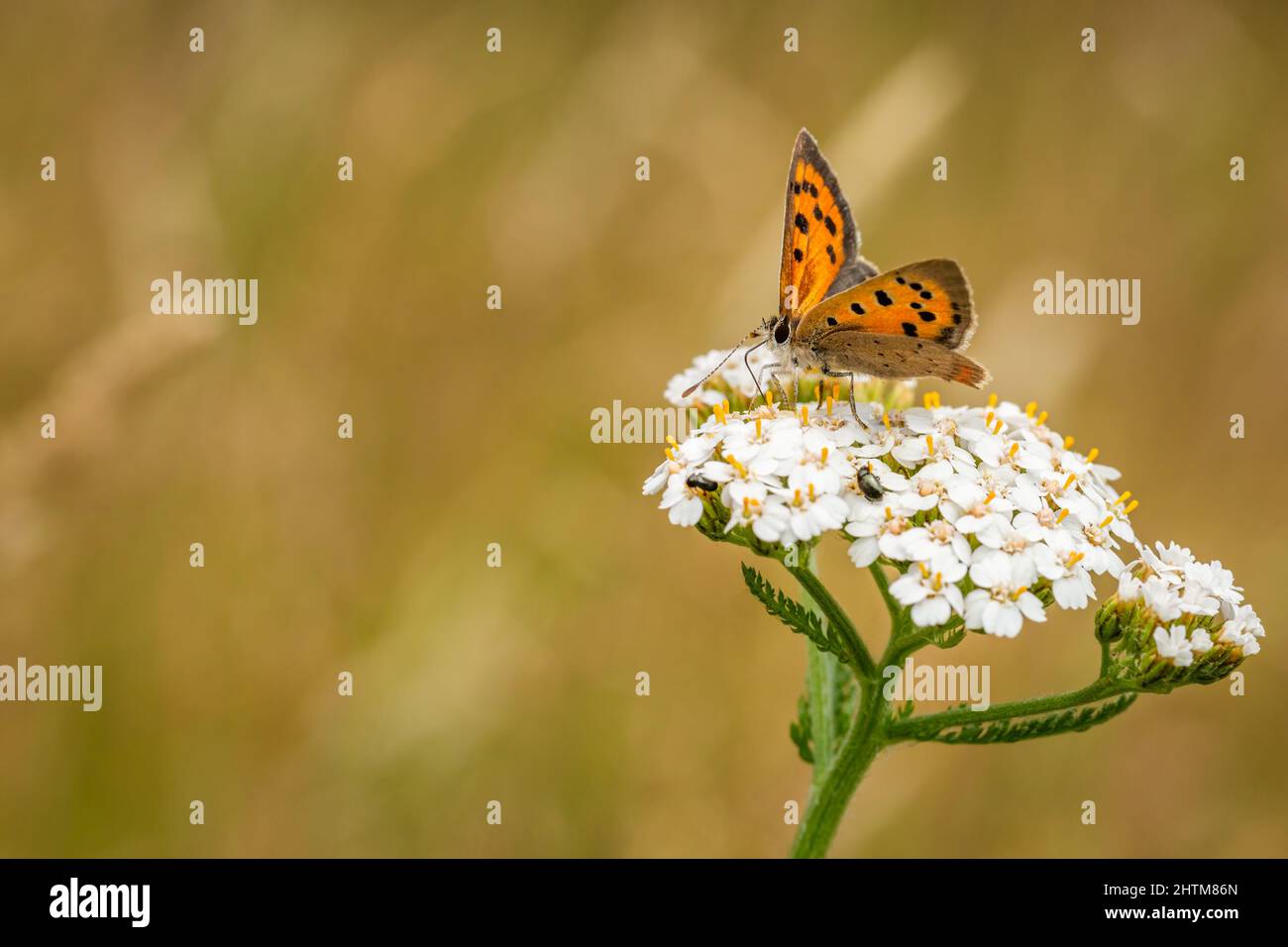 Small copper butterfly at nature reserve Stock Photo