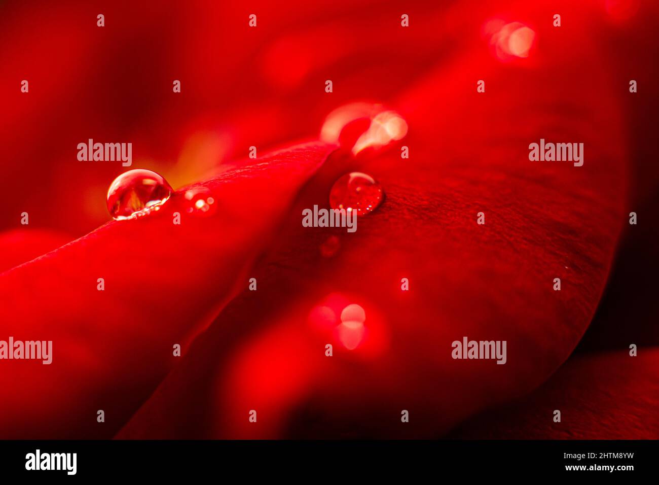 Macro shot of the red rose petals with the water droplets on it-great ...