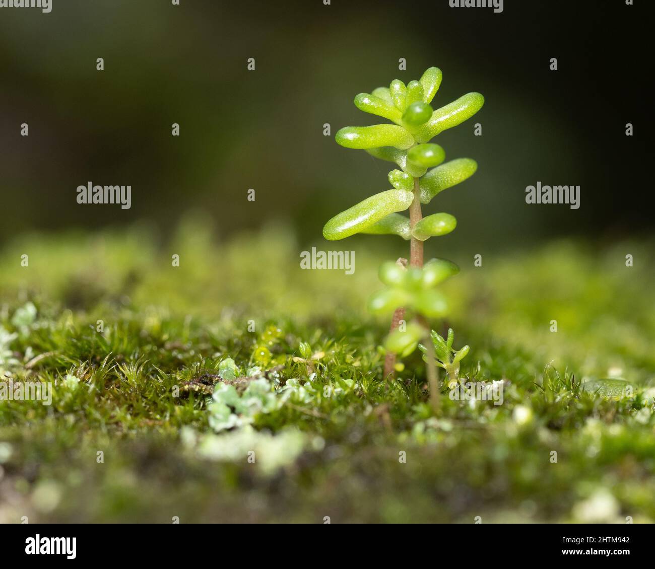 Closeup of a small pigmyweed (Crassula) growing on a mossy ground with a blurry background Stock Photo