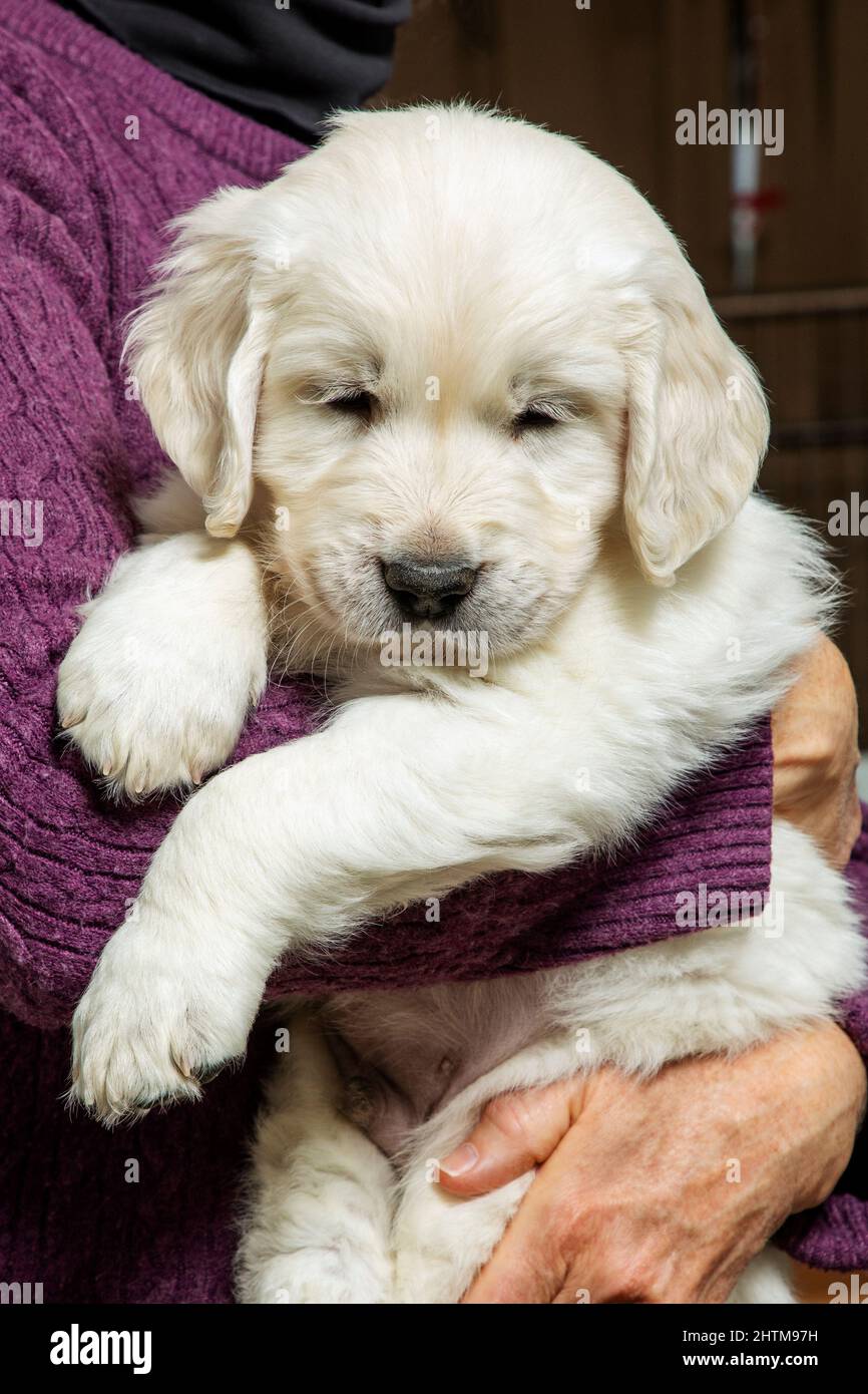 Six week old Platinum, or Cream colored Golden Retriever puppy. Stock Photo