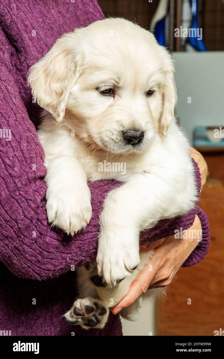 Six week old Platinum, or Cream colored Golden Retriever puppy. Stock Photo