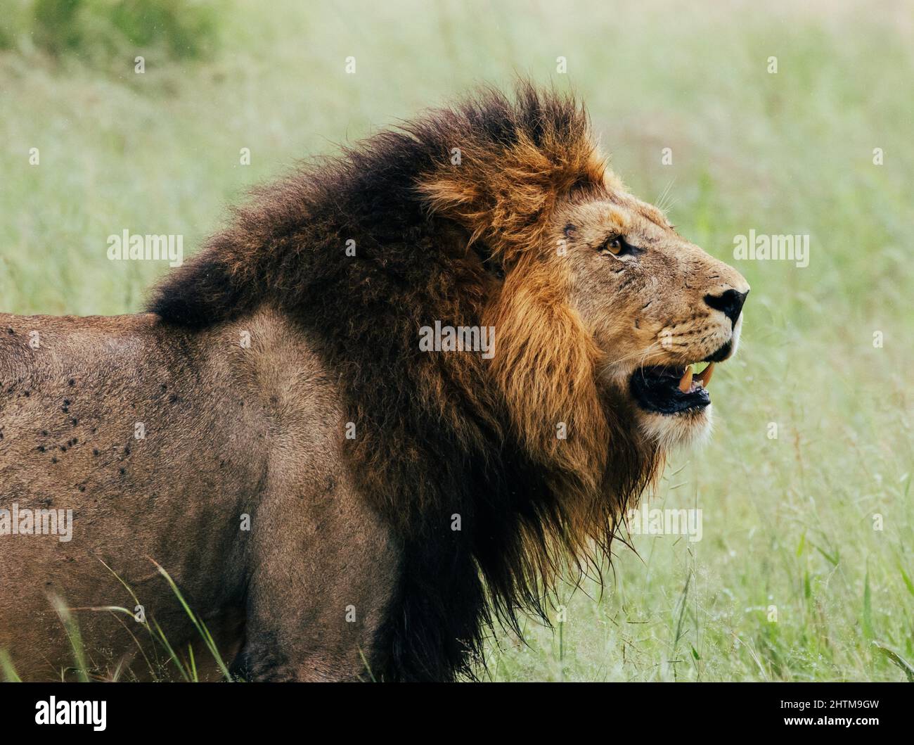 Shallow focus shot of dominant Mjejane male lion in the forest with green grass on background Stock Photo