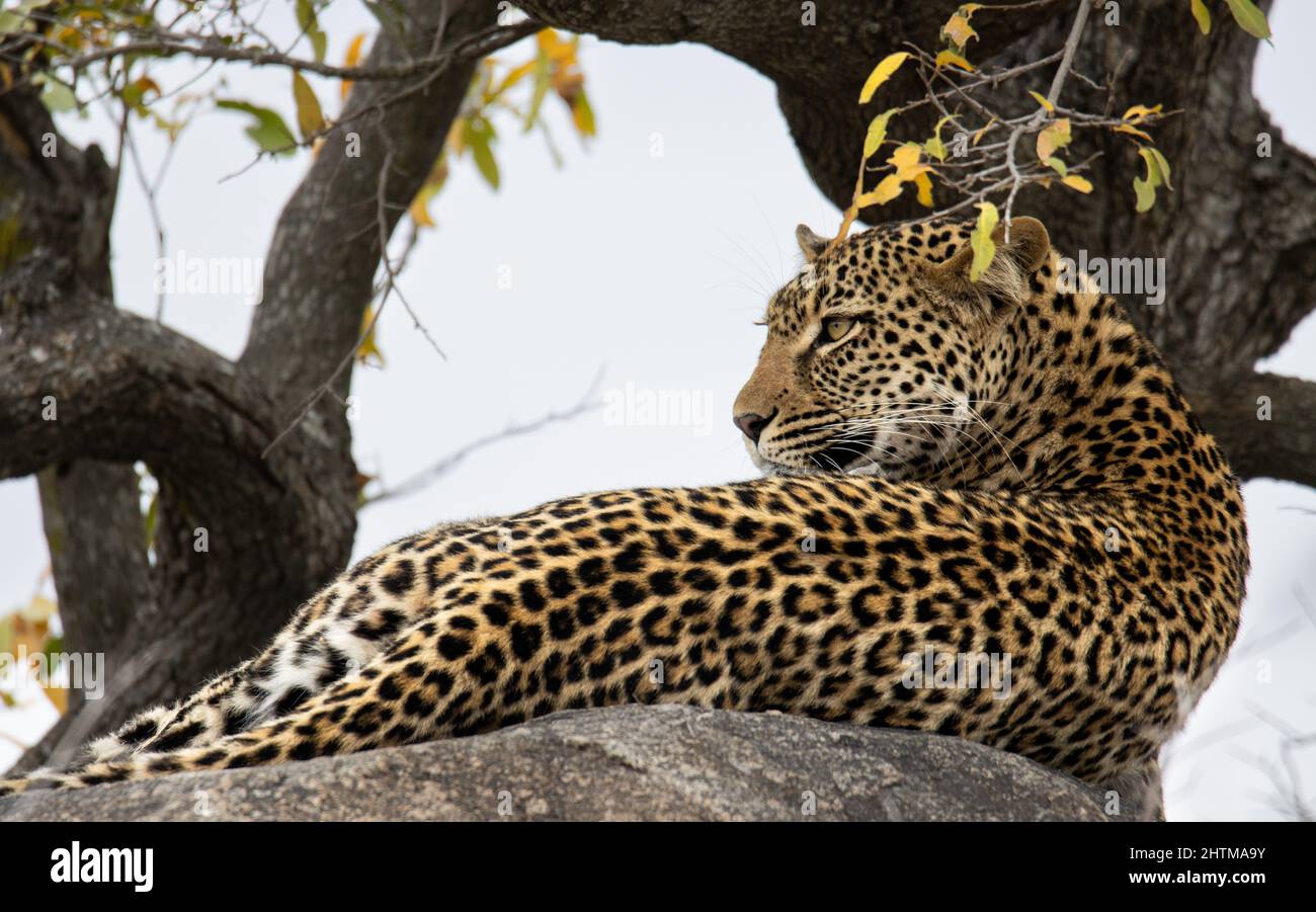 Shallow focus shot of a Female Leopard laying on a big tree branch in ...