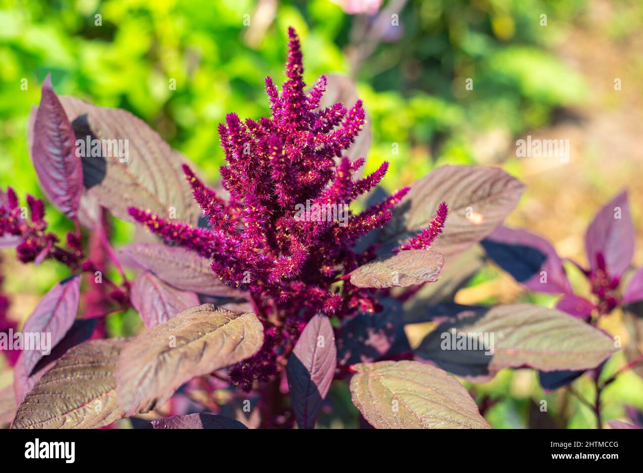 Beautiful purple flowers seeds of vegetable amaranth bloom in the garden. Stock Photo