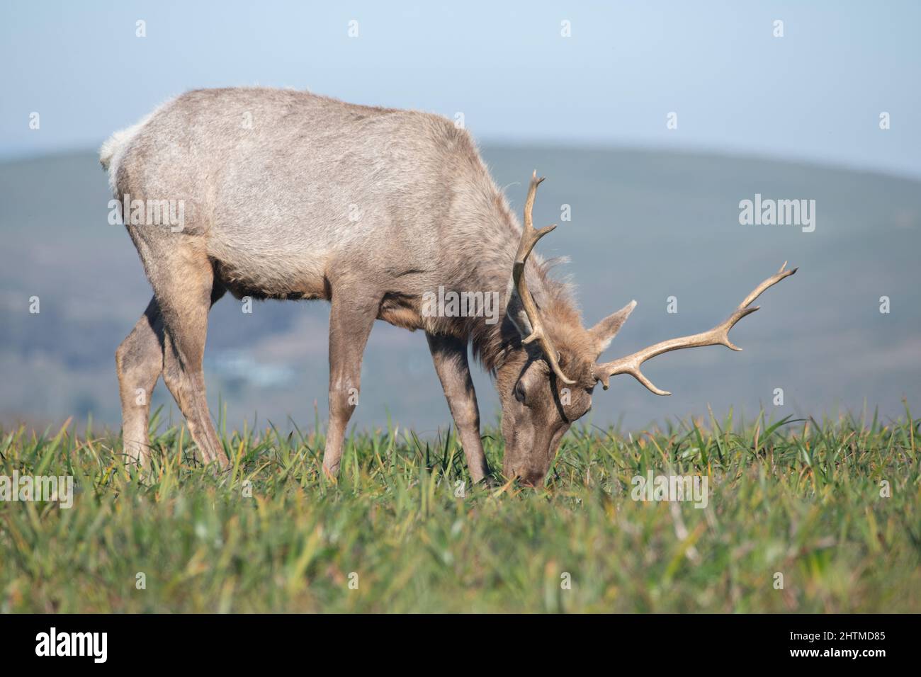 A young male tule elk (Cervus canadensis nannodes) with antlers at the