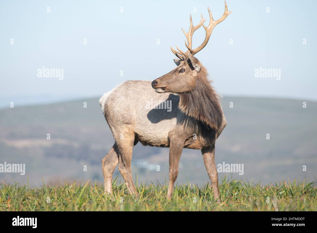 A young male tule elk (Cervus canadensis nannodes) with antlers at the Tomales Point elk reserve in Point Reyes National Seashore, California, USA. Stock Photo