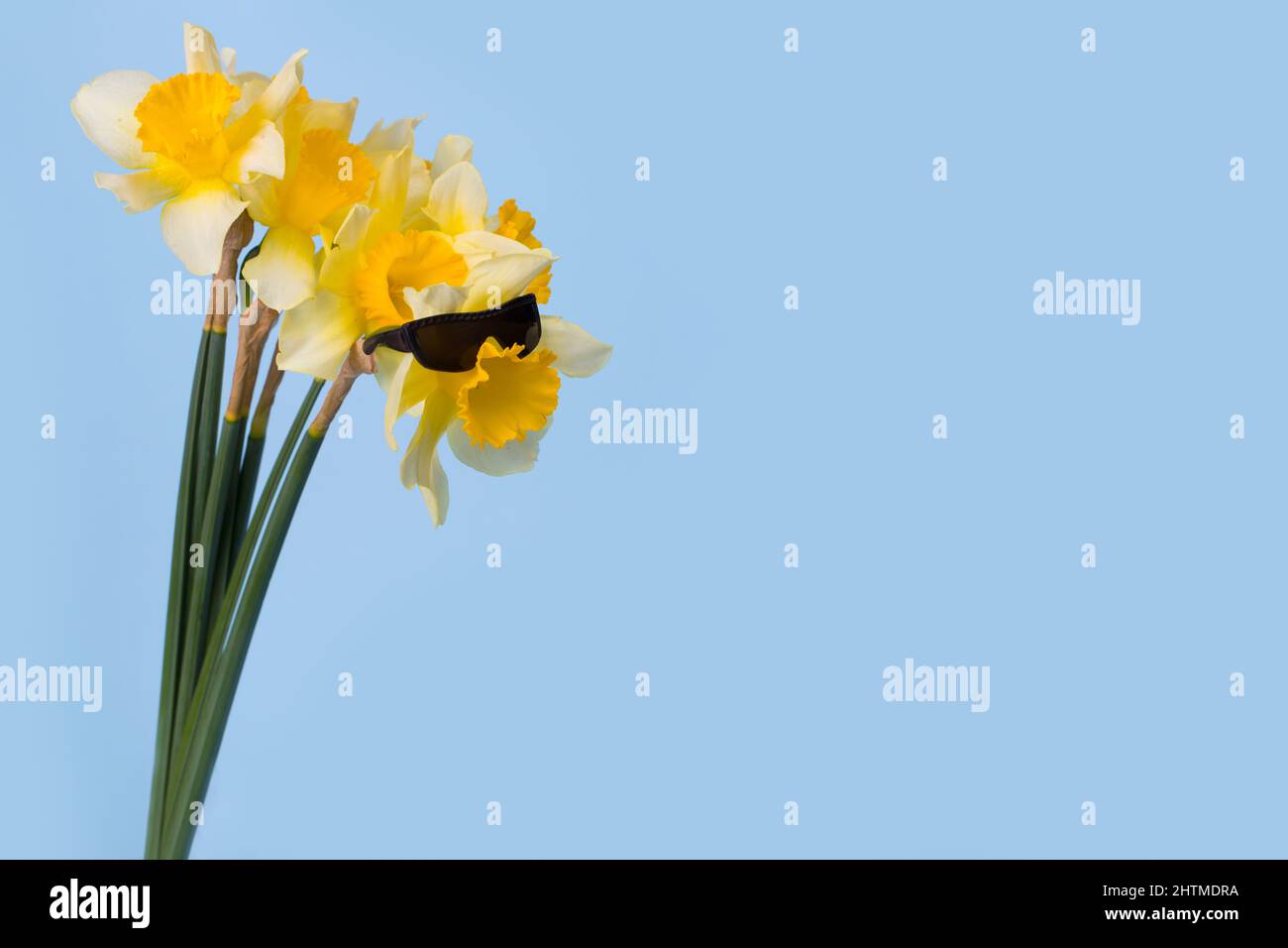 Funny idea with flower wearing sunglasses on a blue background. Minimal spring concept. Copy space. Stock Photo