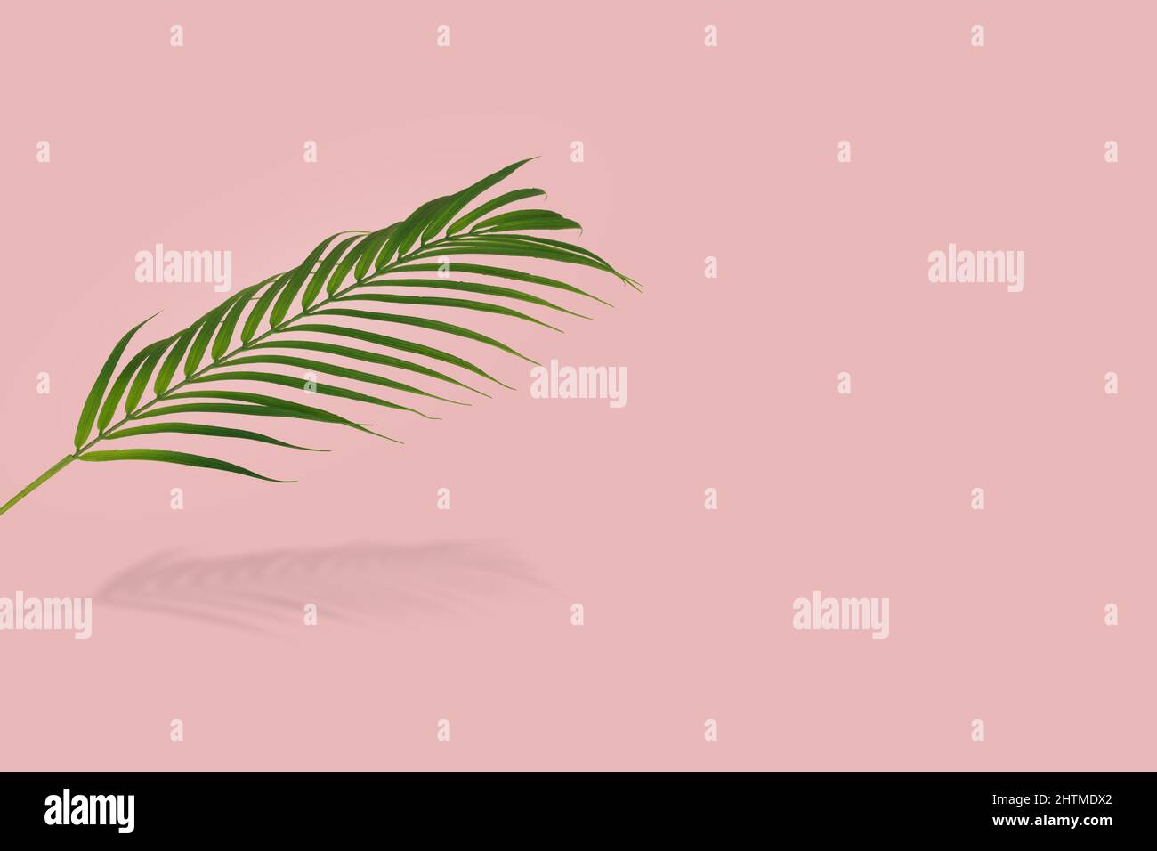 Green palm leaf  isolated on bright pink background. Minimal idea with trendy tropical plant. Copy space. Stock Photo