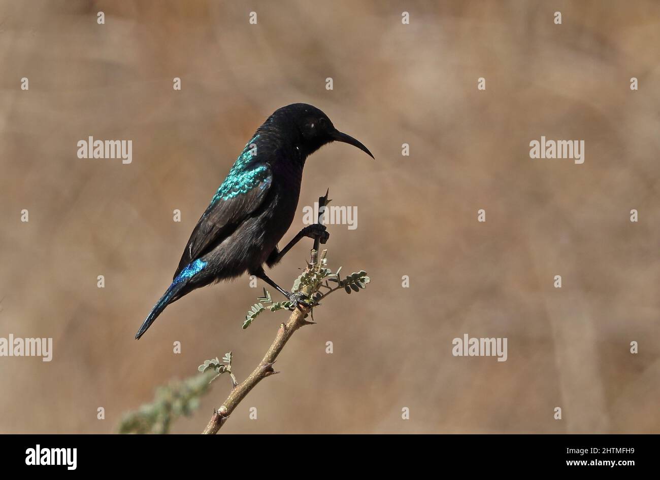 Palestine Sunbird (Cinnyris osea osea) adult male perched on twig Oman                         December Stock Photo