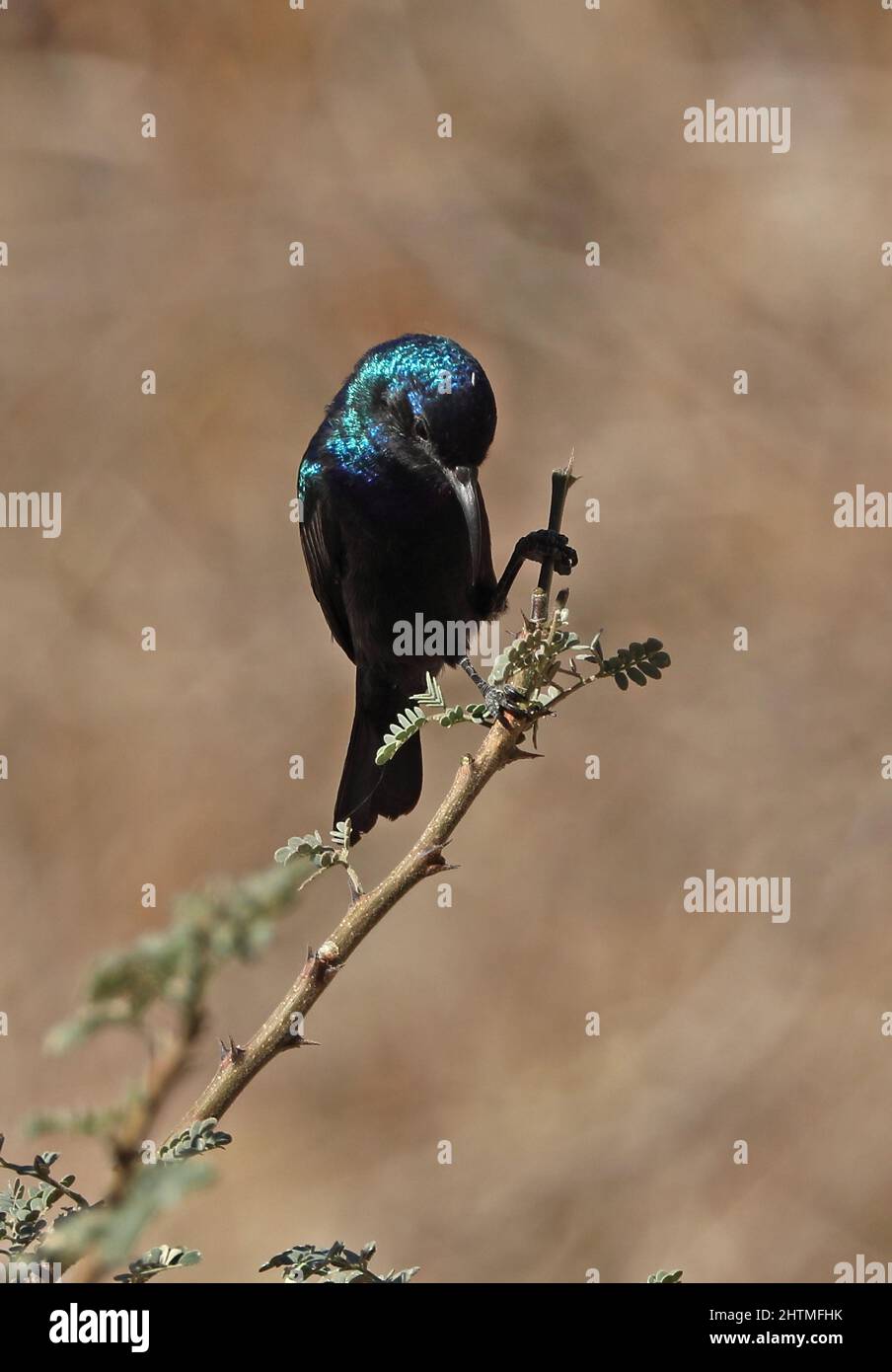 Palestine Sunbird (Cinnyris osea osea) adult male perched on twig Oman                         December Stock Photo