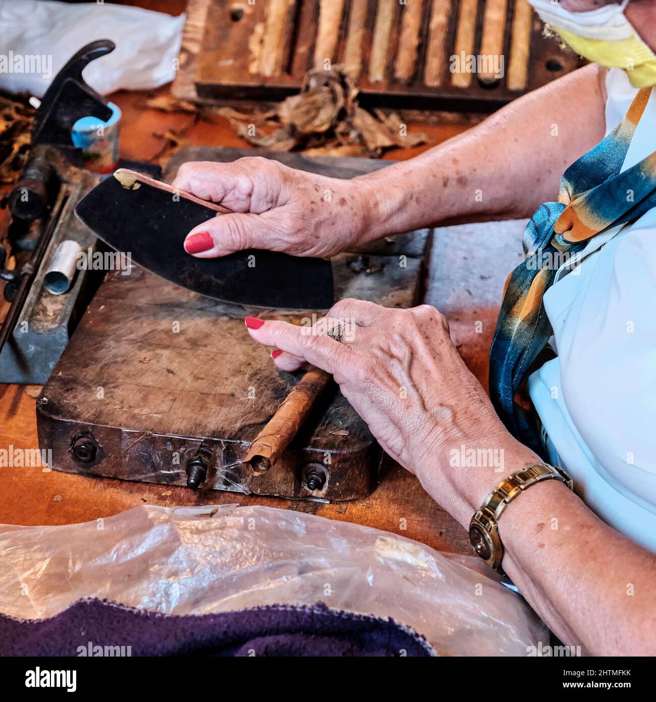 Hands of older woman making Cuban cigar from tobacco leaves. Stock Photo
