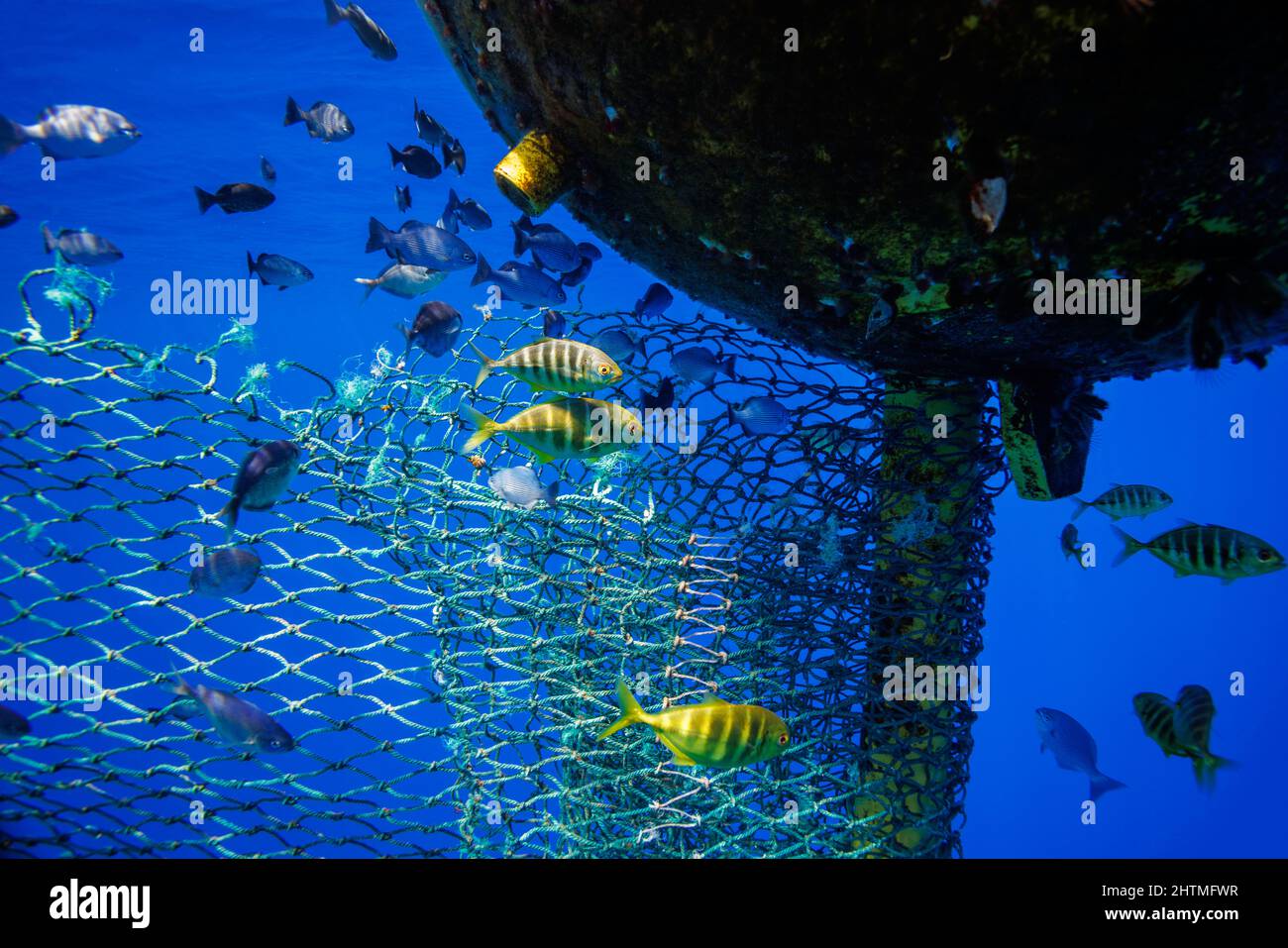 Various juvenile fish photographed in thousands of feet of water, several miles out into open ocean near a Fish Aggregating Device (F.A.D.), Hawaii. Stock Photo