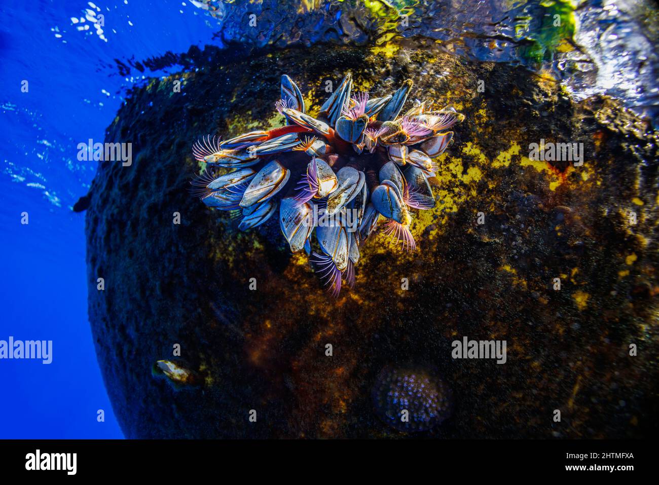 This group of goose barnacles, Lepas anatifera, are attached to a buoy several miles off the Big Island of Hawaii, USA. Stock Photo