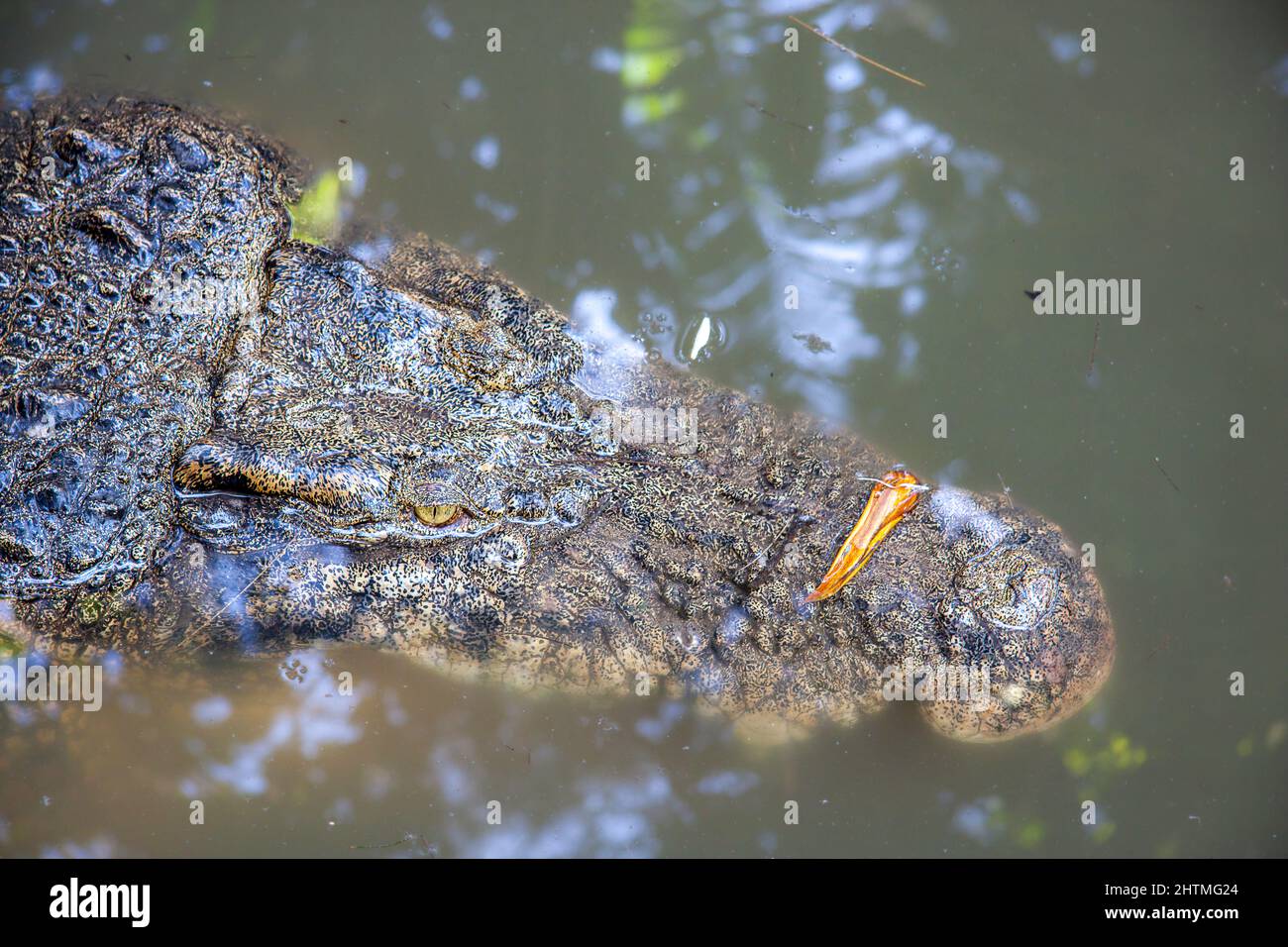 The saltwater crocodile, Crocodylus porosus, is sometimes referred to as an estuarine crocodile, Indonesia. Stock Photo