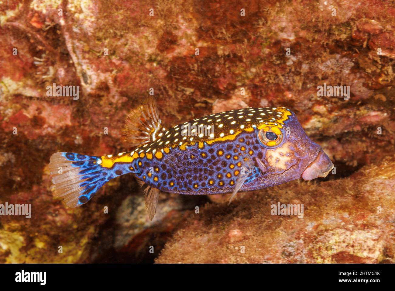 A male spotted boxfish, Ostracion meleagris, Hawaii, USA. The female coloration is sometime referred to as the white-spotted boxfish. Stock Photo