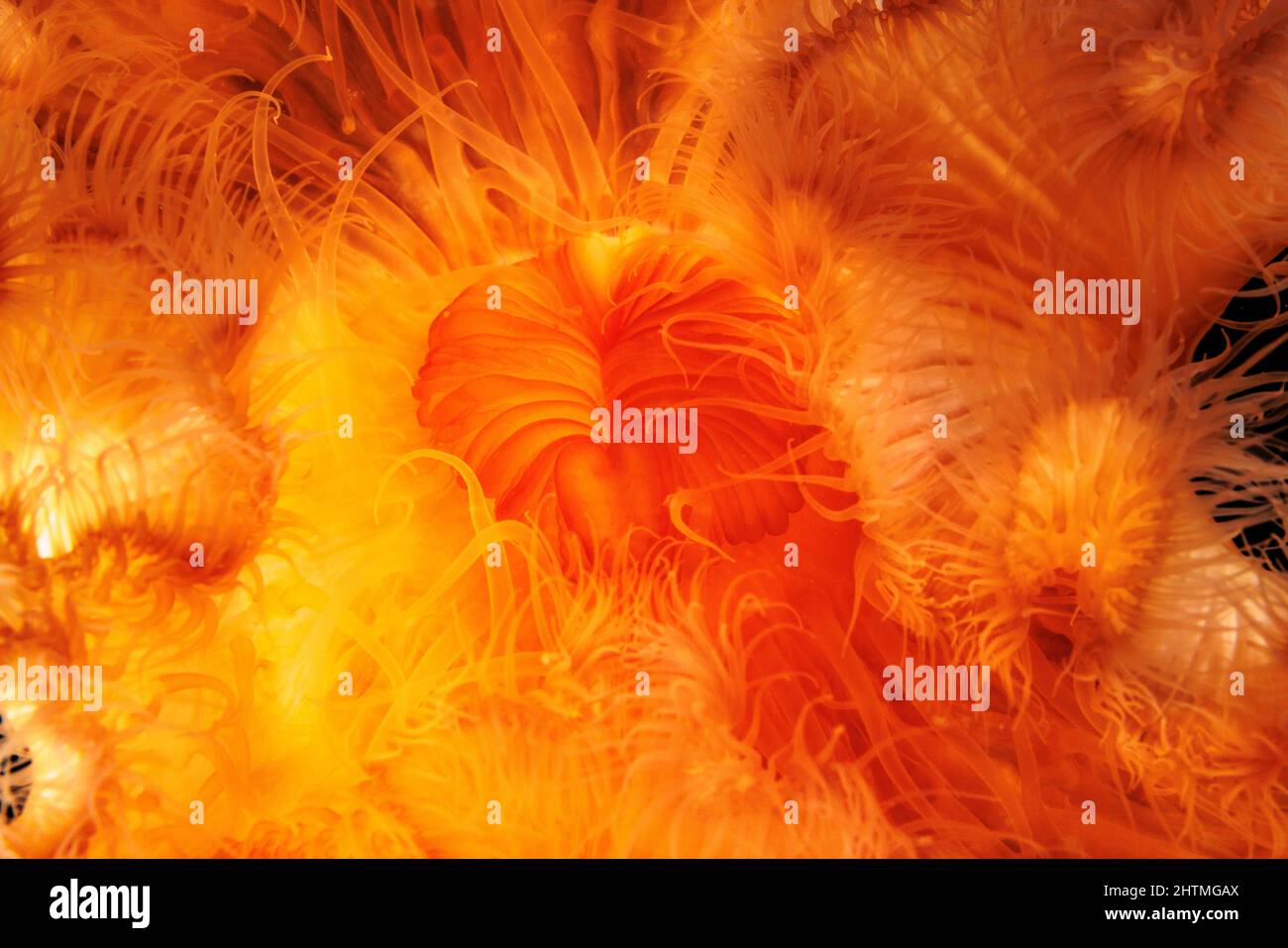 A close look at the mouth and surrounding tentacles of an orange plumose anemone, Metridium senile, in the Pacific Northwest Ocean, British Columbia, Stock Photo