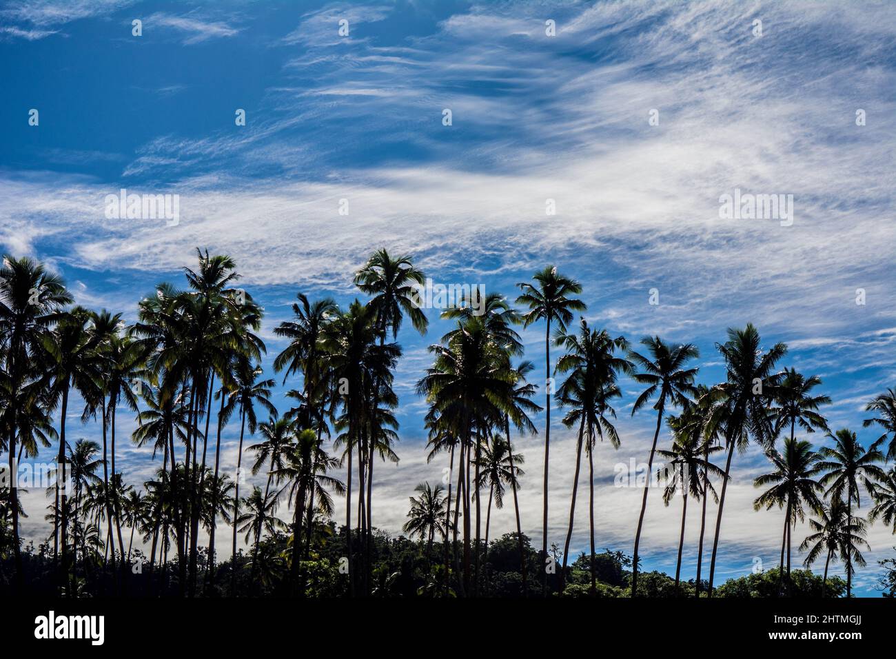 Beautiful view of coconut trees on the way to Savusavu airport, Fiji Stock Photo