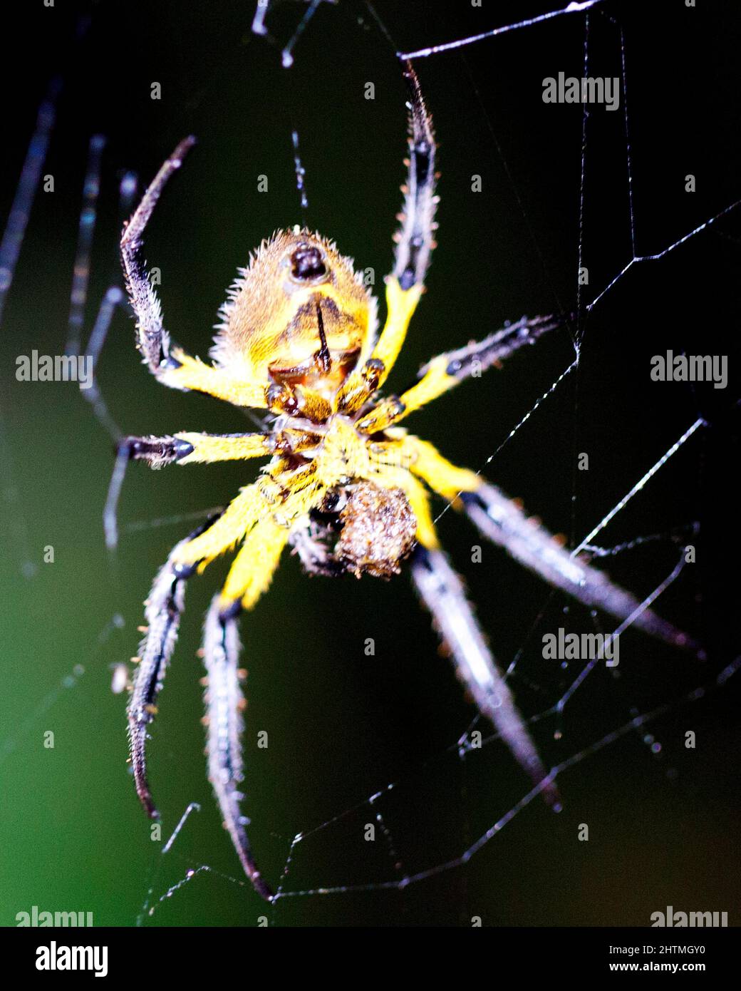 The most dangerous spiders hires stock photography and images Alamy