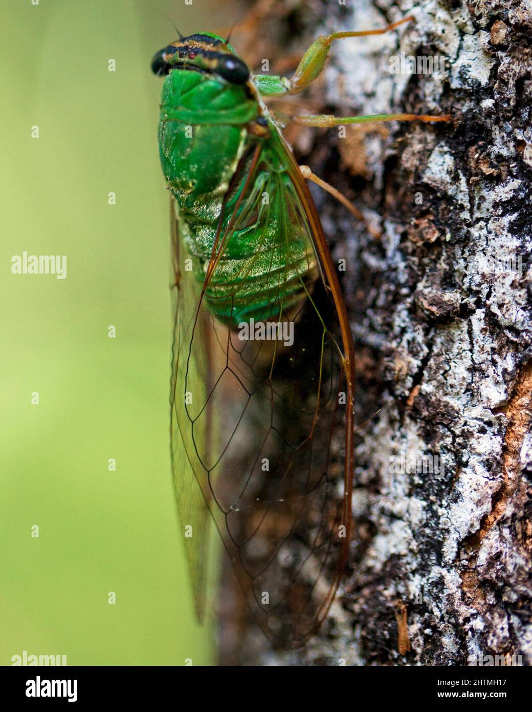 Amazon rainforest caterpillar hires stock photography and images Alamy