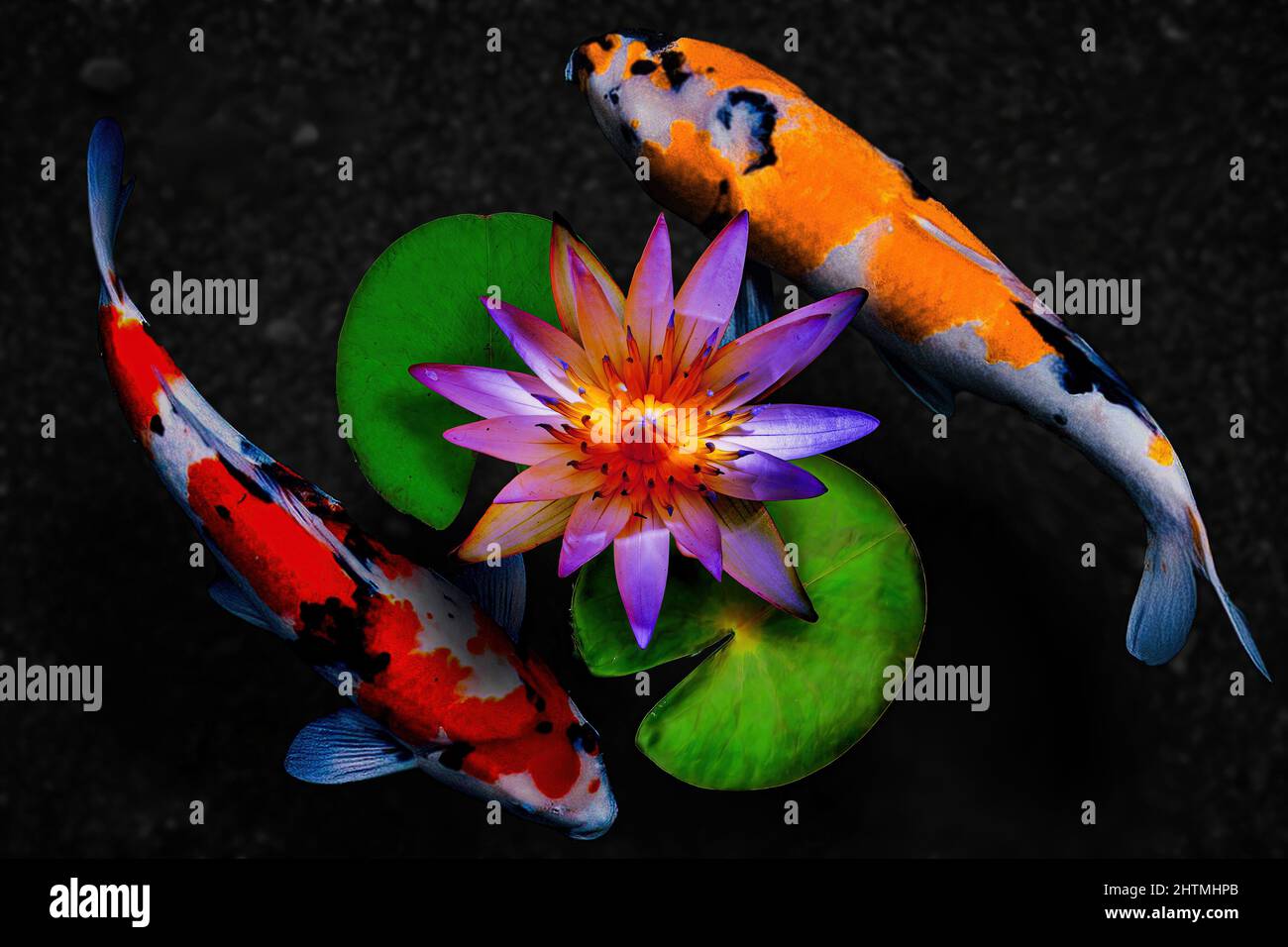 Lotus flower and koi fishes in a Zen garden pond Stock Photo Alamy