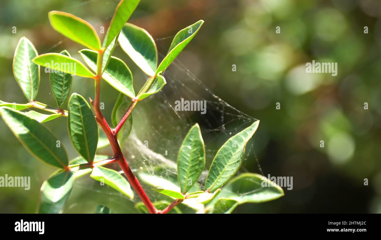 Stems of flowers is covered with cobweb of round shape on green background. Spider web of dreamcatcher form close up. Stock Photo