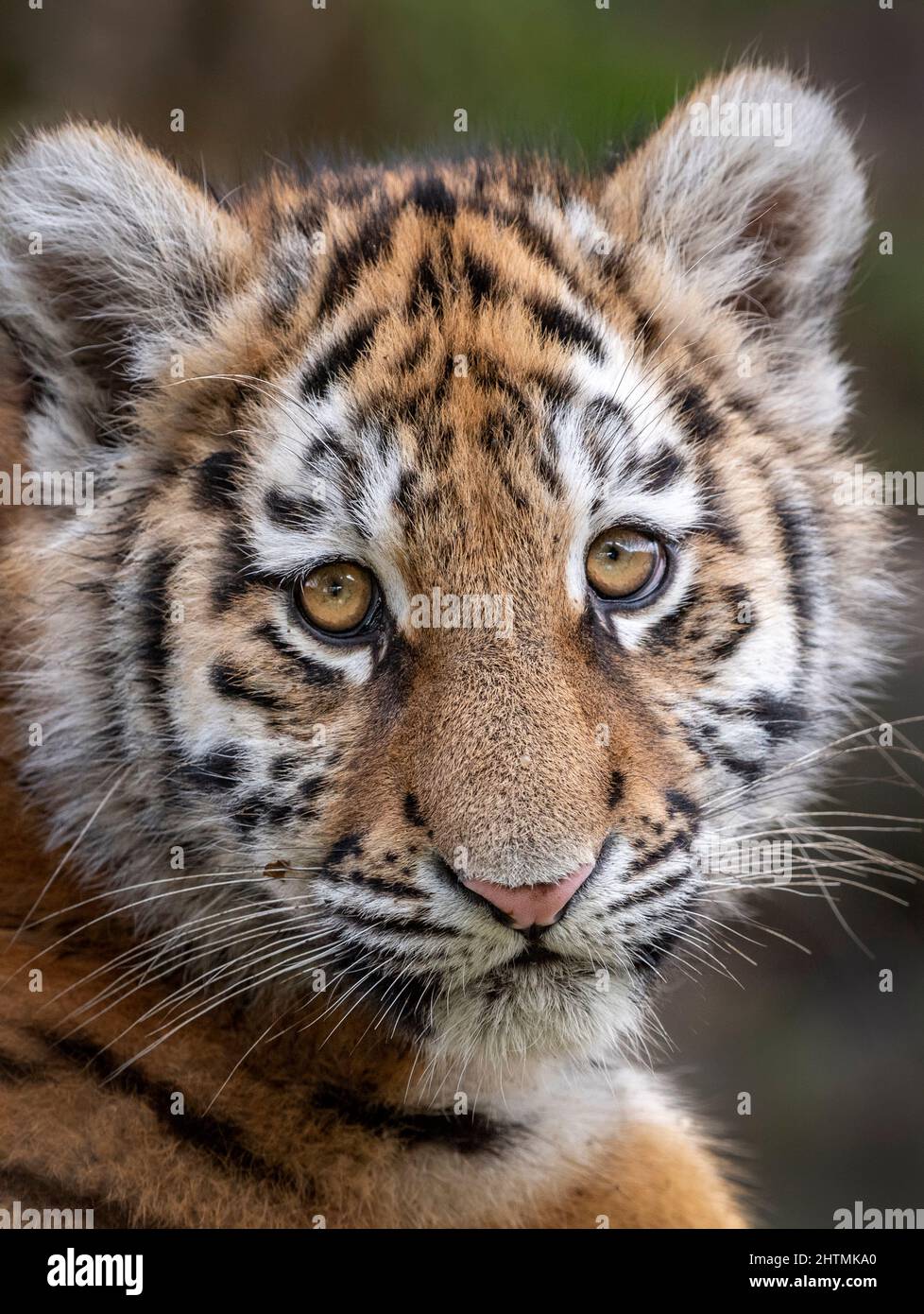 Amur tiger cub gazing into camera Stock Photo