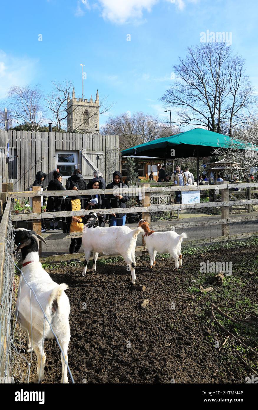 Winter sunshine at Stepney City Farm as the goats entertain visitors, in east London, UK Stock Photo