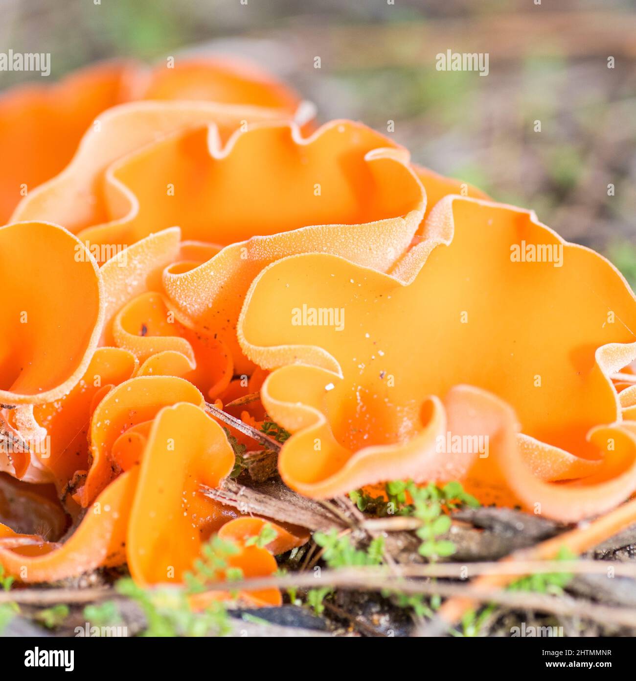 Orange peel fungus (Aleuria aurantia) Stock Photo