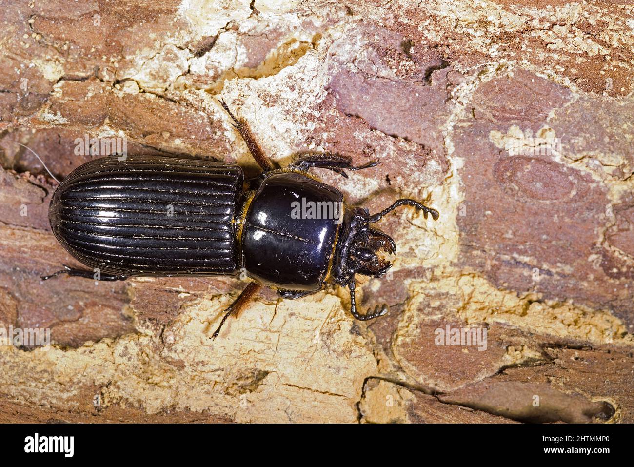 Bess Beetle, Peg Beetle, Patent Leather Beetle Stock Photo Alamy