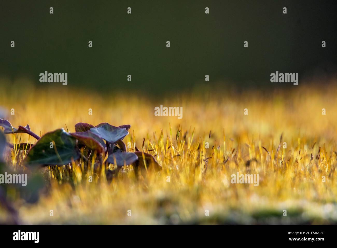 Swan’s-neck thyme moss (Mnium hornum) Stock Photo