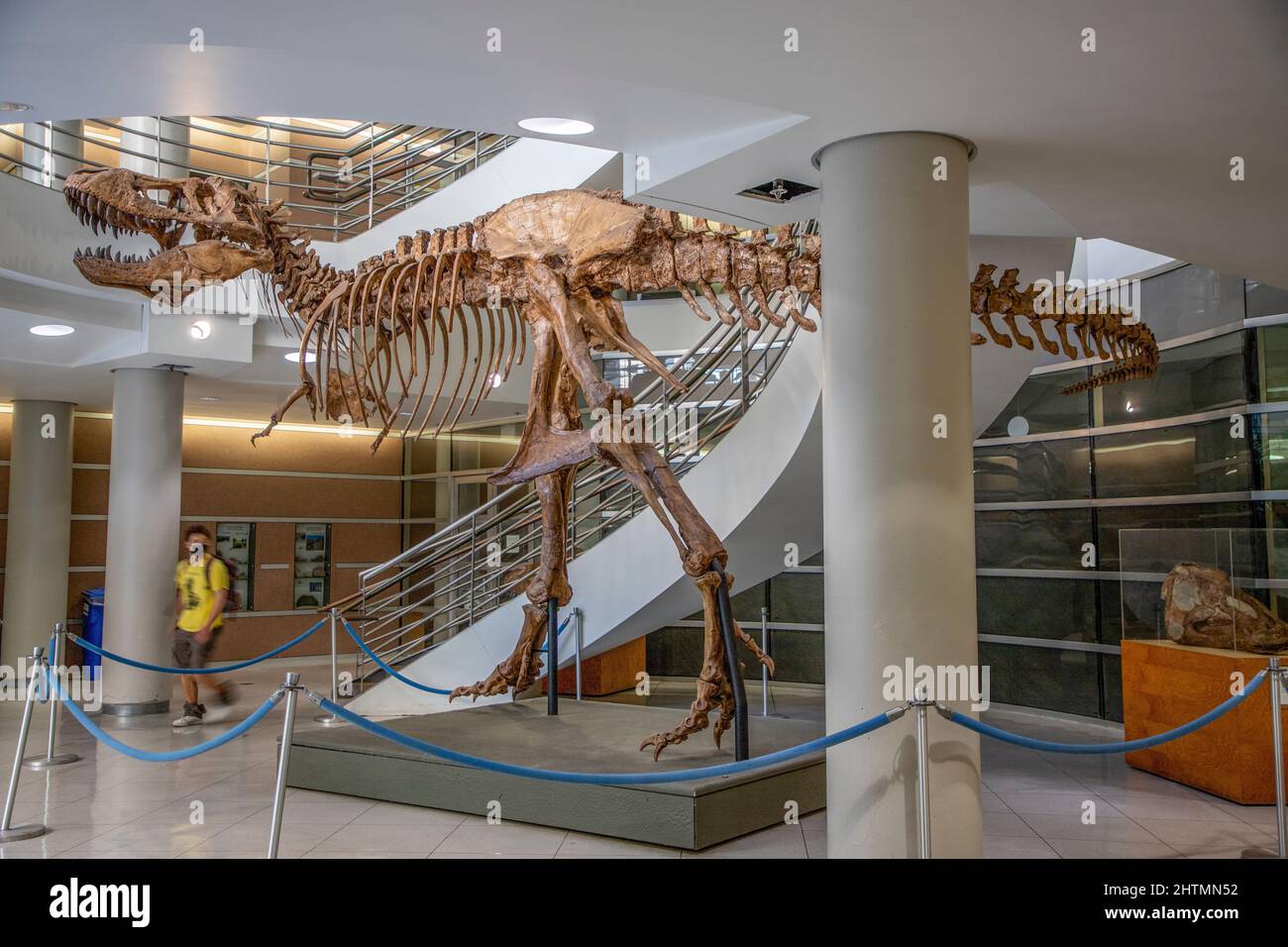 Wc museum of paleontology hires stock photography and images Alamy