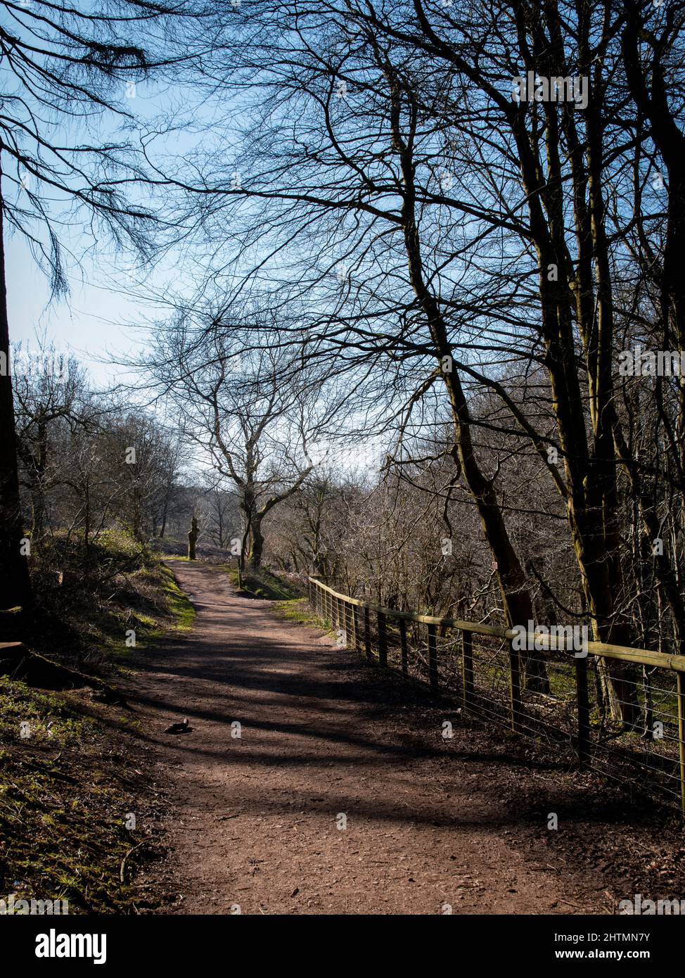 the forest paths of clent Stock Photo