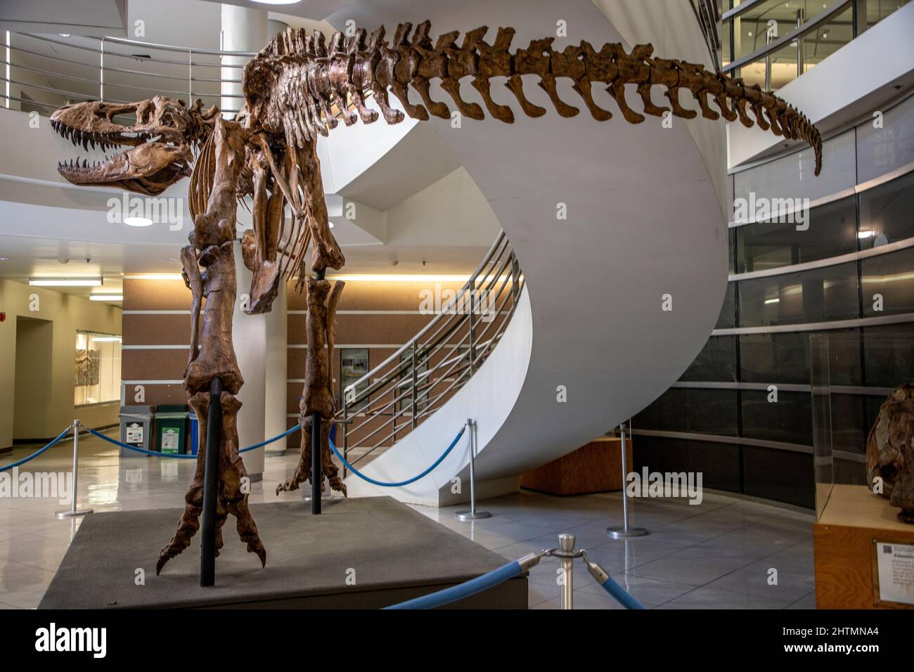 There is a cast of a TRex on the University of California Berkeley