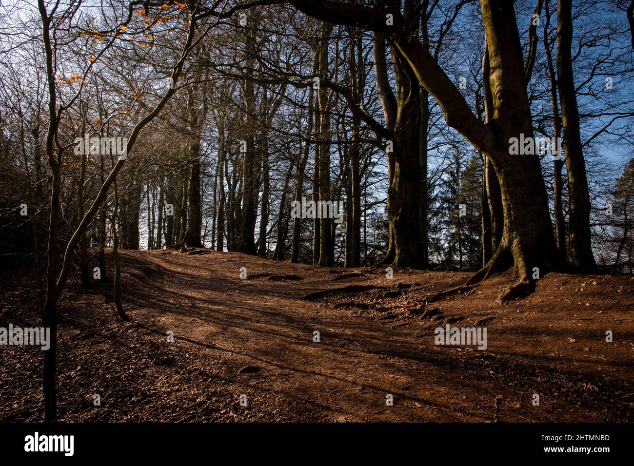 the forest paths of clent Stock Photo