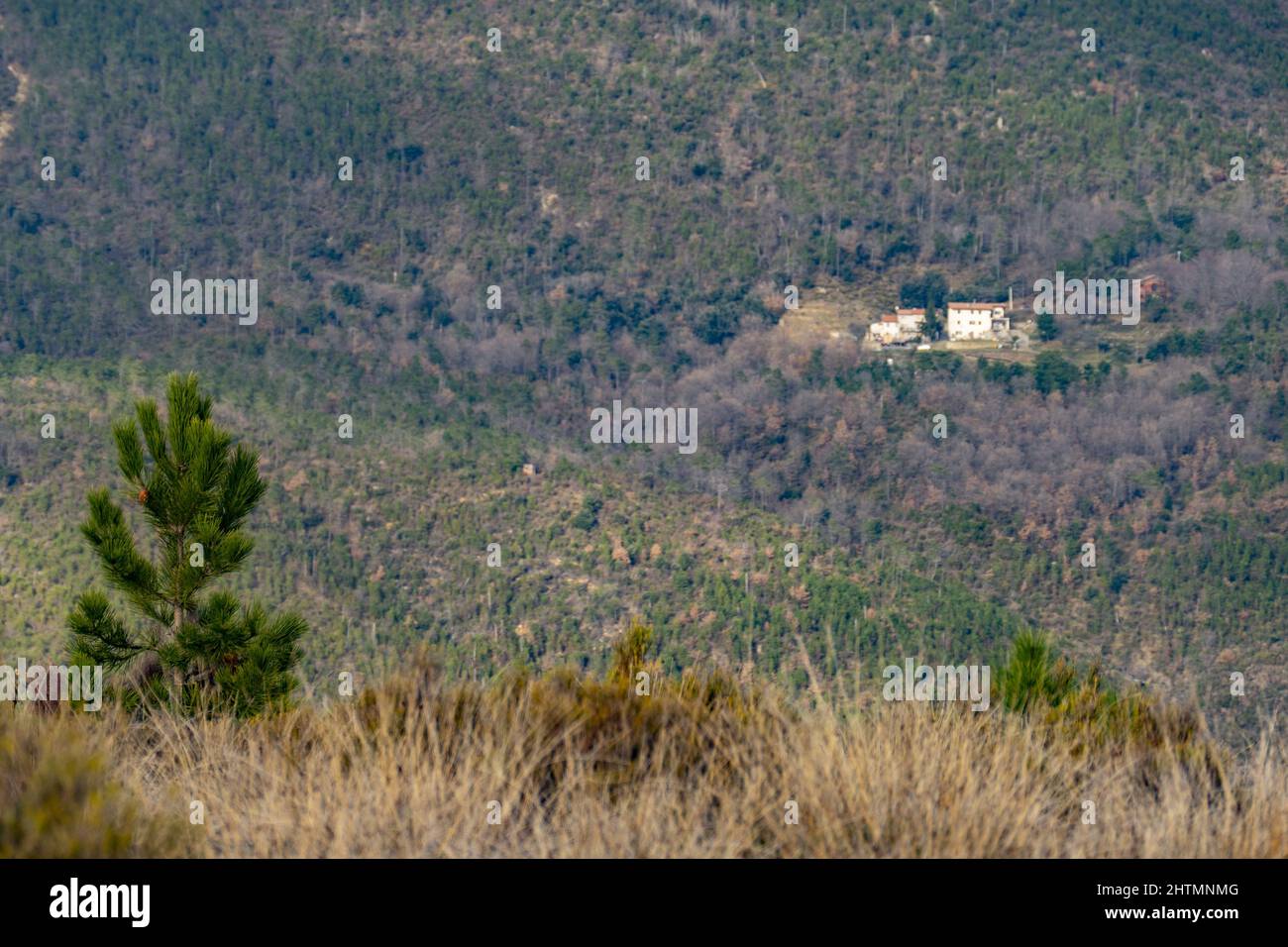 Small fir tree growing on a field in the background of hills covered