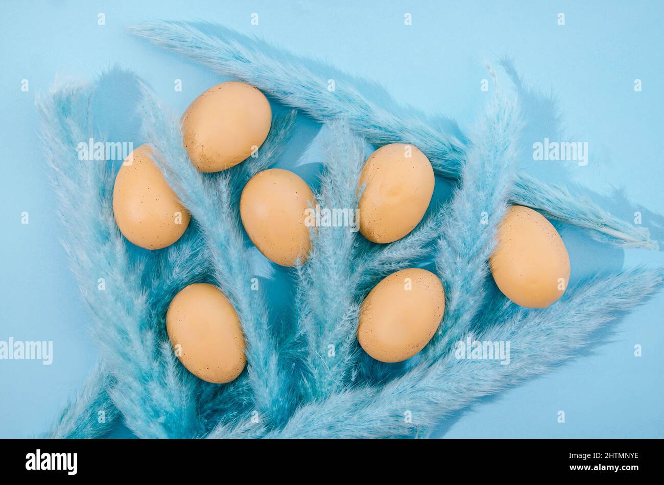 Fresh organic Easter eggs in a nest of blue pampas on pastel blue background. Creative concept for Easter celebration banner or advertisement or backg Stock Photo