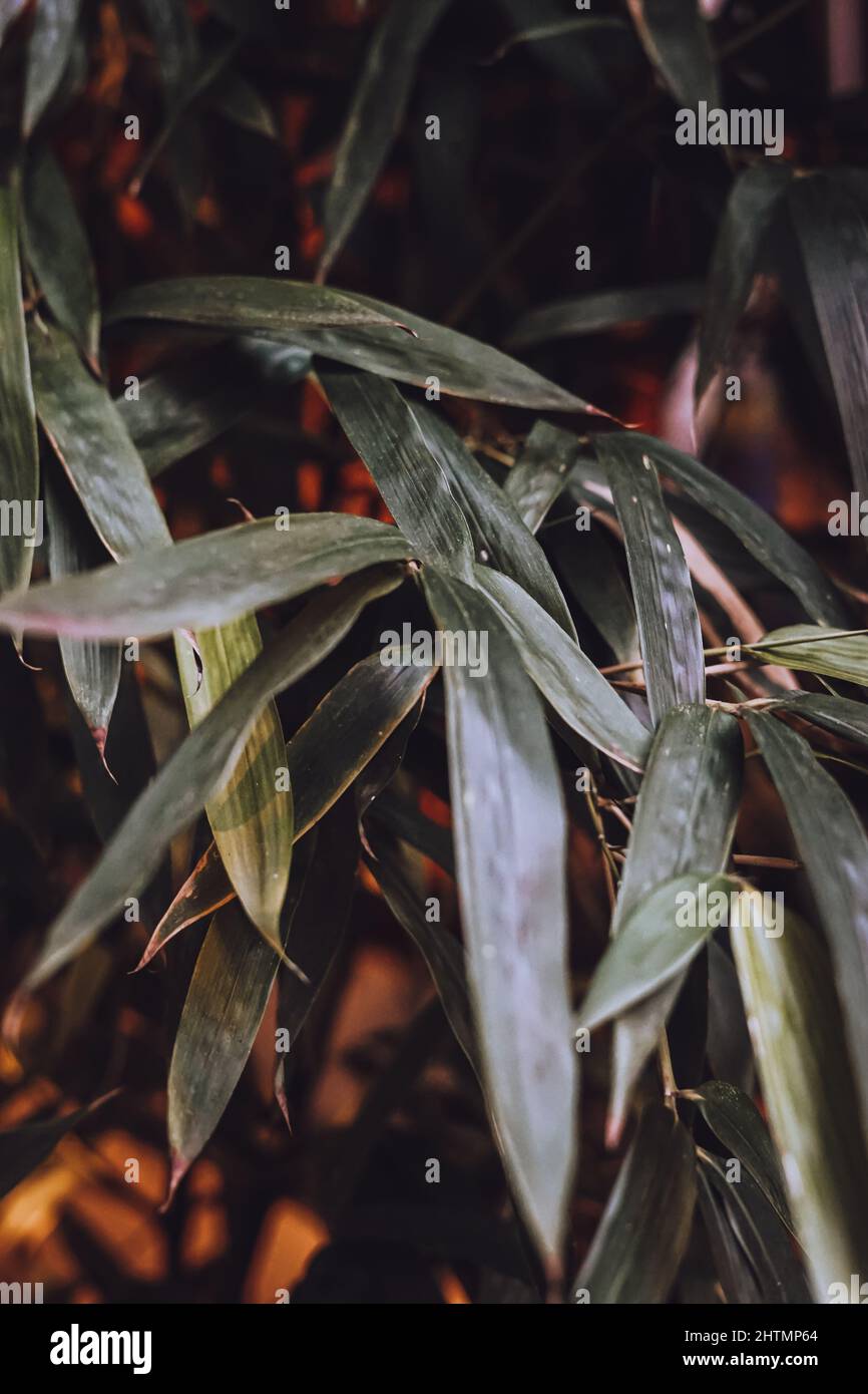 Vertical shot eucalyptus tree hi-res stock photography and images - Alamy