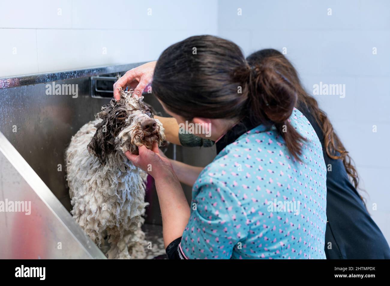 Young woman dog groomer bathing a Spanish Waterdog on a dog bath tub Stock Photo