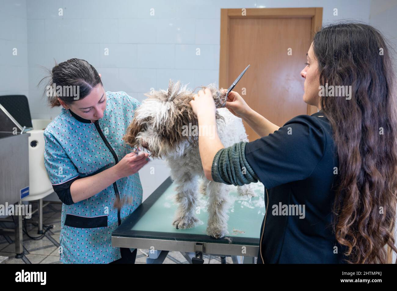 Two young dog groomers working on a Spanish water dogs hair after the bath Stock Photo