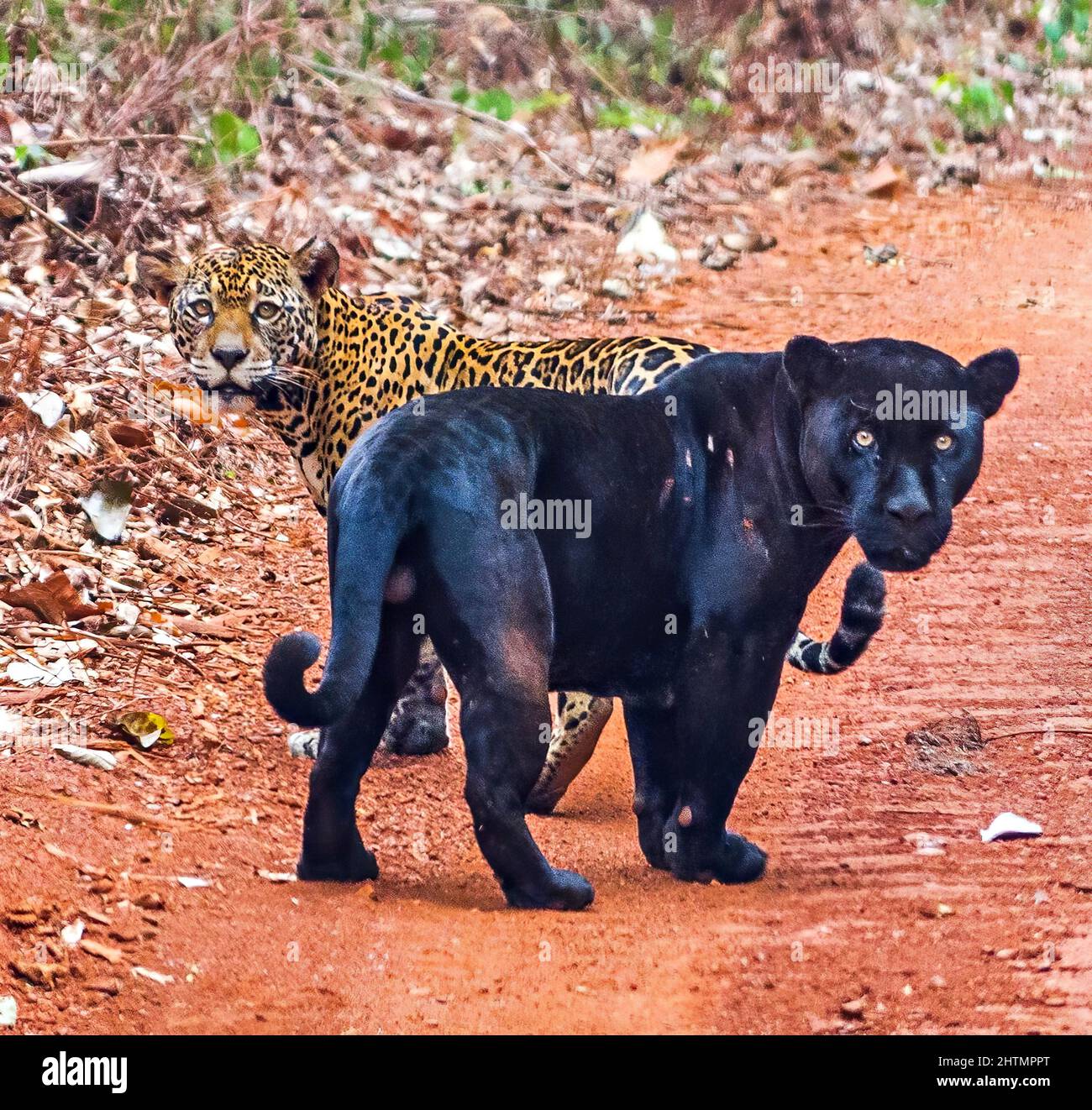 A Beautiful Black Panther And A Jaguar Looking To The Camera Stock 