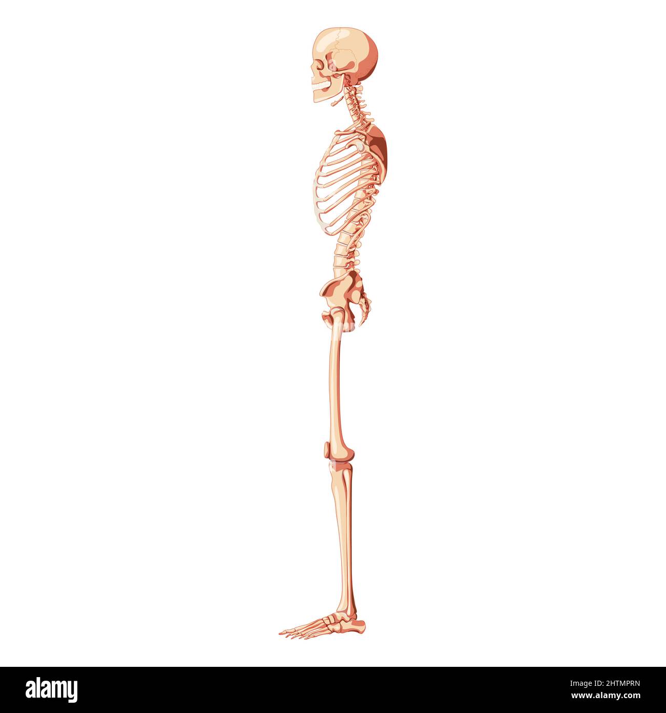 Skeleton Human dorsal side view with armless pose. Realistic medical flat natural color concept Vector illustration didactic board of anatomy isolated on white background for books, site, presentation Stock Vector