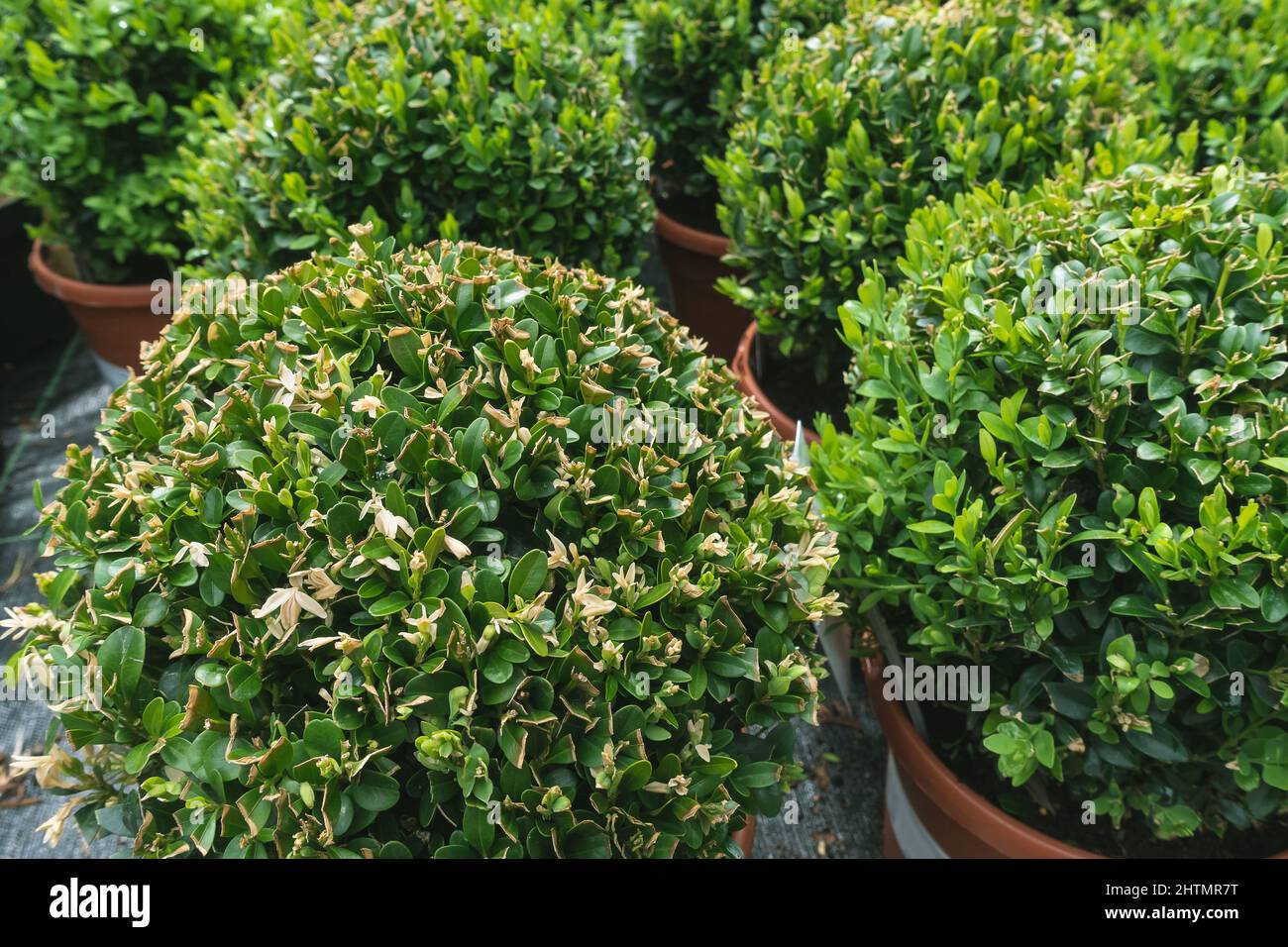 Young buxus sempervirens deco ball in garden nursery center. Ornametal