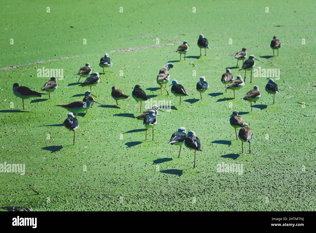 flock of black-winged stilt standing on green shallow wet land Stock Photo