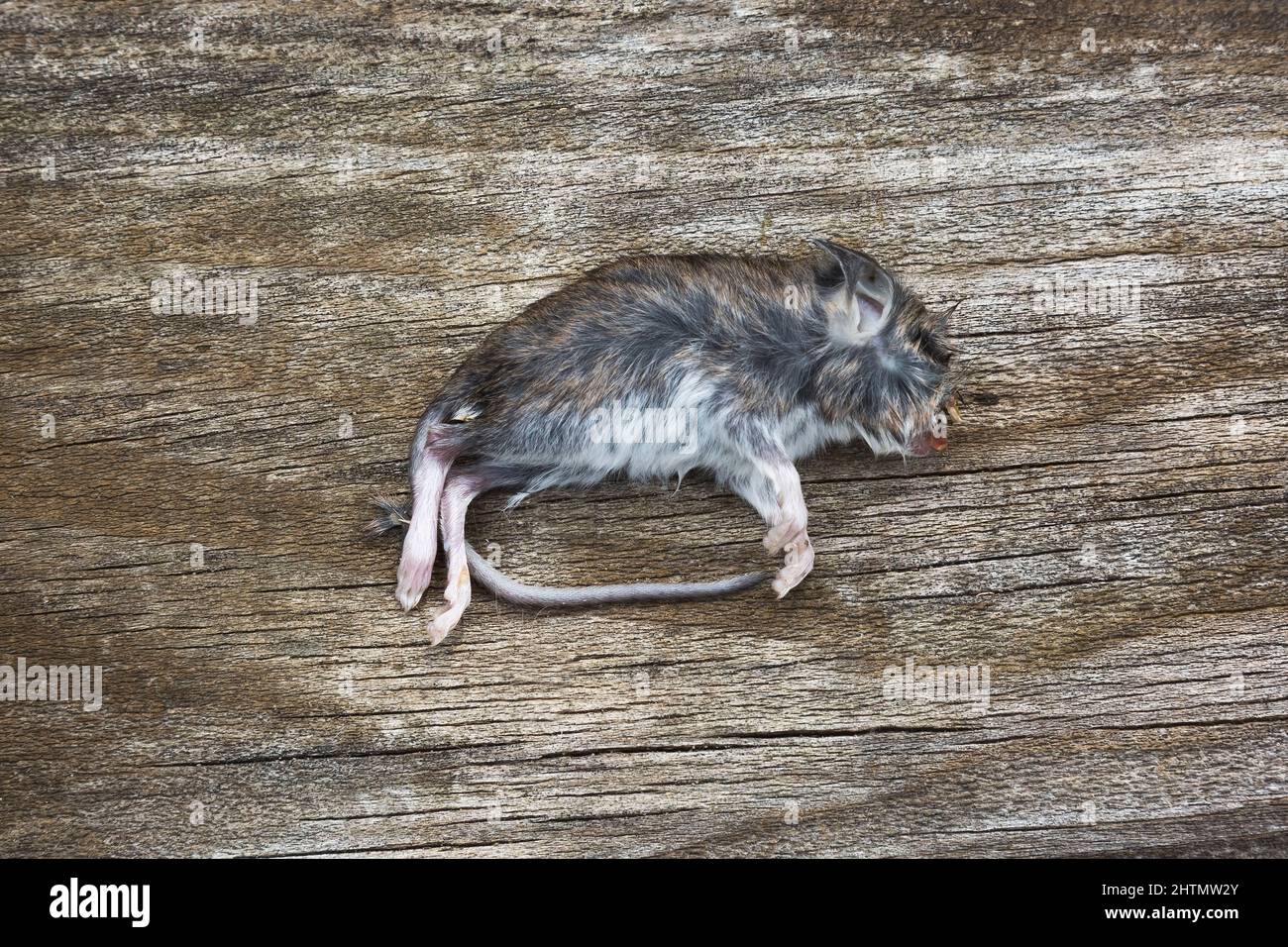 Dead Apodemus - Field mouse on top of grey weathered wooden surface. Stock Photo