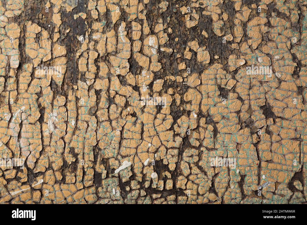 Wooden surface with cracked, peeling and fading tan and blue paint. Stock Photo