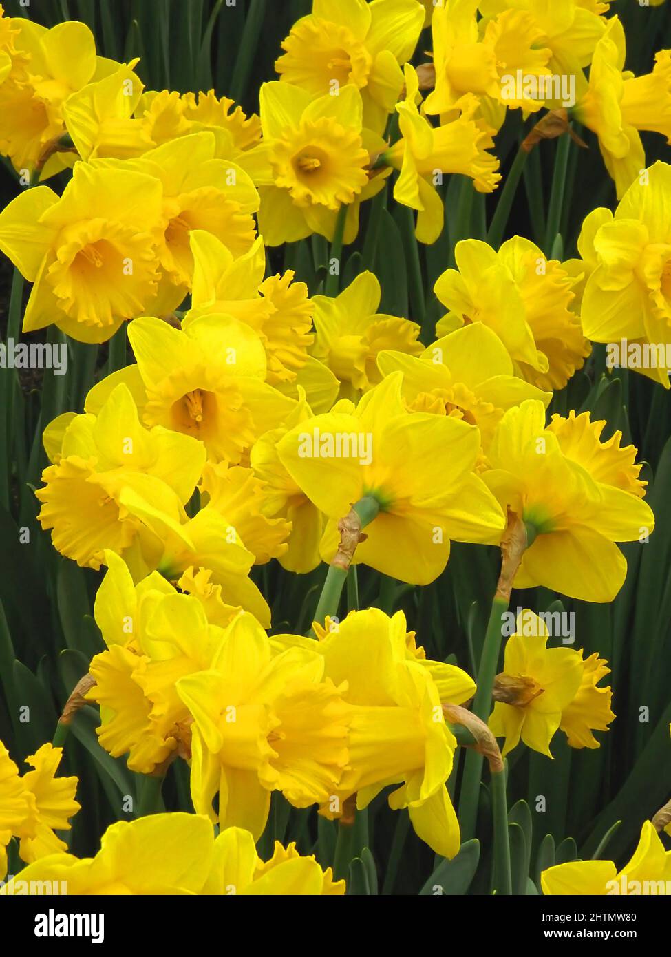 Daffodil Delight at From You Flowers