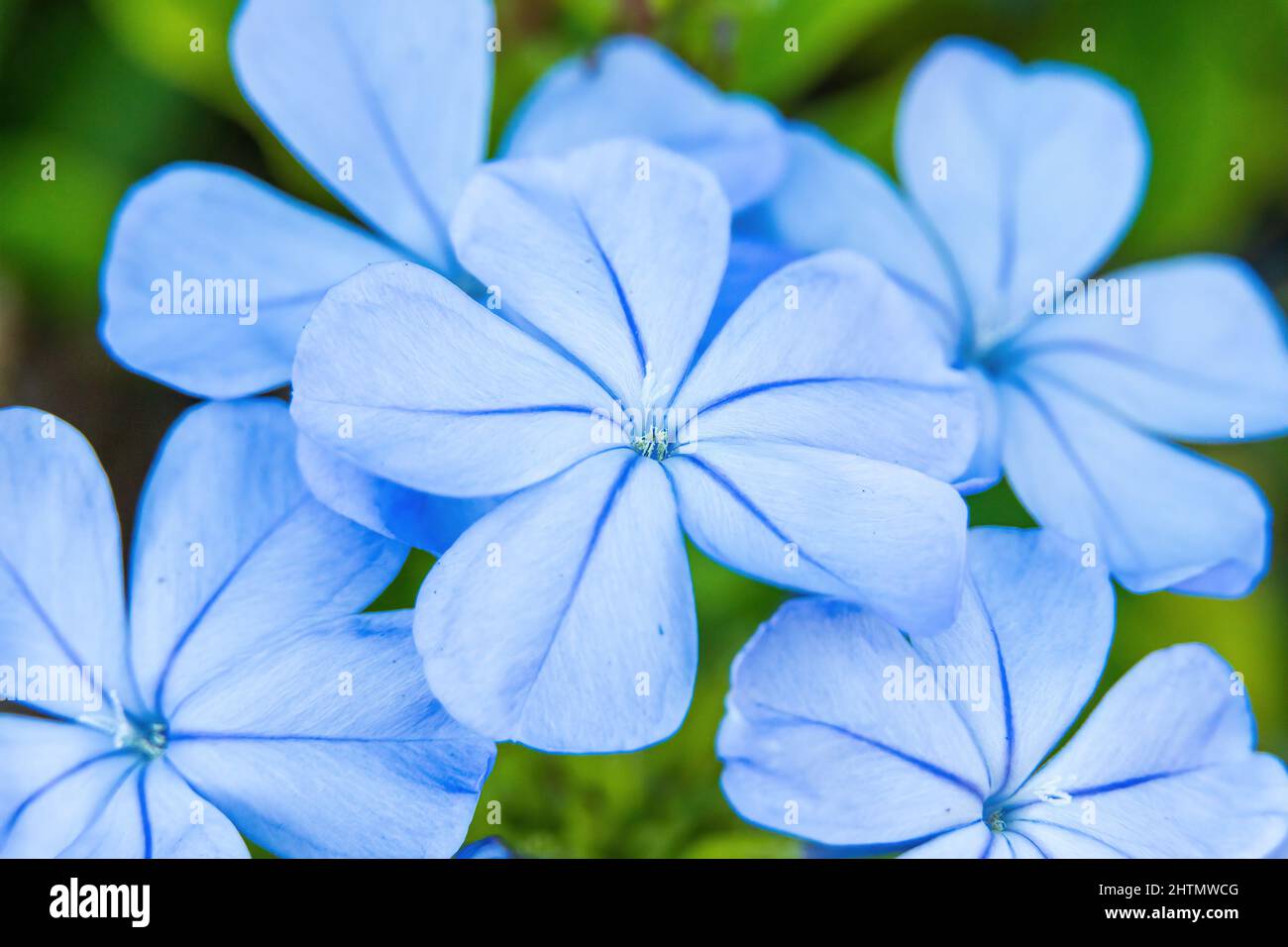 Blue plumbago a.k.a. cape leadwort (Plumbago auriculata) Pembroke